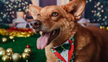 Animais domésticos terão direito a RG com cadastro nacional