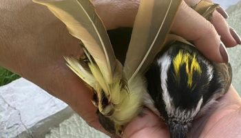 População pode solicitar o resgate de animais silvestres em Goiânia pelo aplicativo Gyn 24h