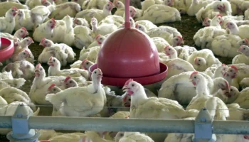 A Organização das Nações Unidas para a Alimentação e a Agricultura (FAO) informou acompanhar com atenção a confirmação, por parte do Ministério da Agricultura e Pecuária, do primeiro foco de influenza aviária de alta patogenicidade (IAAP) em um matrizeiro de aves comerciais no município de Montenegro (RS). “O caso marca uma nova etapa na presença do vírus que, até então, se limitava a aves silvestres e de criação caseira”, avaliou a entidade em nota. De acordo com o comunicado, desde 2022, mais de 4,7 mil surtos de gripe aviária altamente patogênica foram notificados na região da América Latina e do Caribe, afetando desde aves de criação e aves migratórias a mamíferos marinhos e até mesmo animais de estimação. “A propagação do vírus segue as rotas naturais das aves migratórias, conectando ecossistemas do Canadá até a Terra do Fogo.” Para a FAO, além de representar uma ameaça à saúde animal, o vírus gera preocupação crescente em razão do potencial de transmissão de aves vivas para seres humanos e também pelos impactos em sistemas alimentares, na biodiversidade e na saúde pública da região. Risco baixo Na nota, a entidade reforça que o consumo de frango e ovos continua sendo seguro, sobretudo quando bem cozidos, e que o risco de infecção humana permanece baixo. Avanços recentes da gripe aviária, segundo a FAO, reforçam a urgência de fortalecer sistemas nacionais de vigilância, biossegurança e resposta rápida, com atenção especial para pequenos e médios produtores, além de uma abordagem que considera de forma integrada interações entre animais, seres humanos e meio ambiente. Ainda de acordo com o comunicado, ao longo dos últimos meses, países como Argentina, Colômbia, México, Panamá, Peru e Porto Rico também anunciaram casos de IAAP. “É fundamental um trabalho coordenado entre todos os países da região para conter a propagação do surto ao longo do continente. Somente por meio de uma ação conjunta e contínua será possível proteger a saúde animal, salvaguardar a saúde pública e fortalecer a resiliência dos sistemas agroalimentares.”