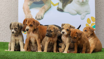 Prefeitura de Aparecida realiza feira de adoção de cães e gatos neste sábado, 26