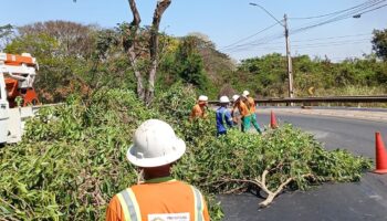 Prefeitura intensifica poda preventiva e limpeza nas vias para evitar acidentes com jamelões no período chuvoso